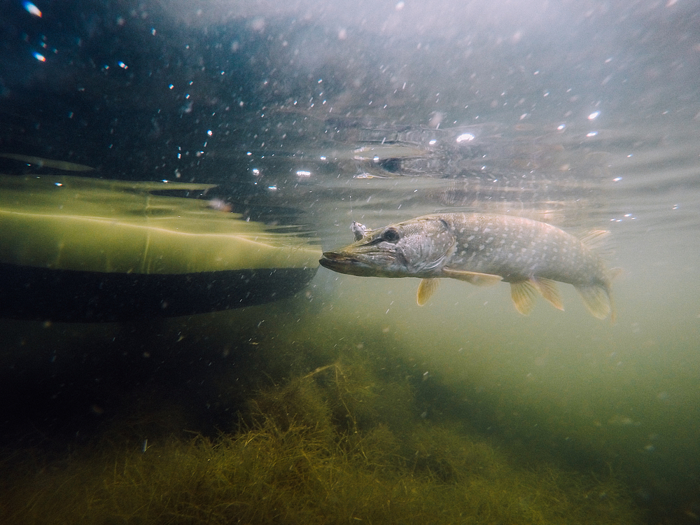 Guidage carnassiers en float tube.