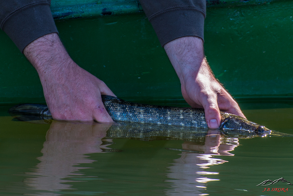 Remise à l'eau d'un brochet.